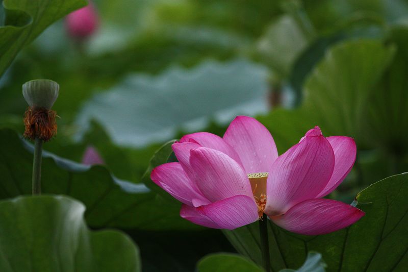 荷花 摄影 蓝色皮皮