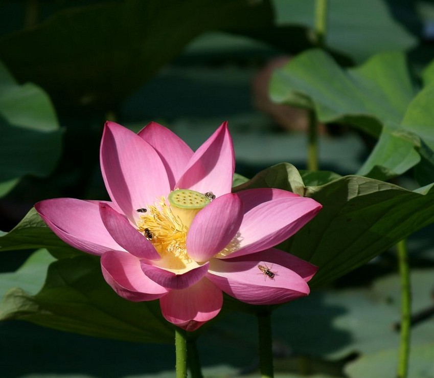 夏日荷花 摄影 月儿湾湾