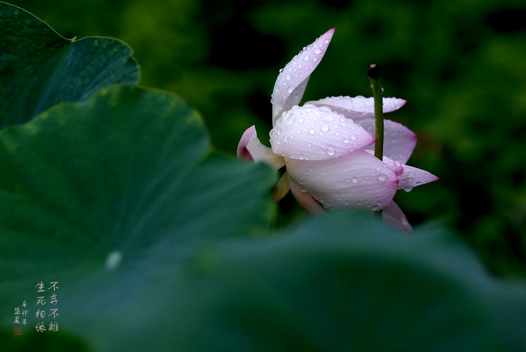 荷 2011-11 摄影 垦荒牛