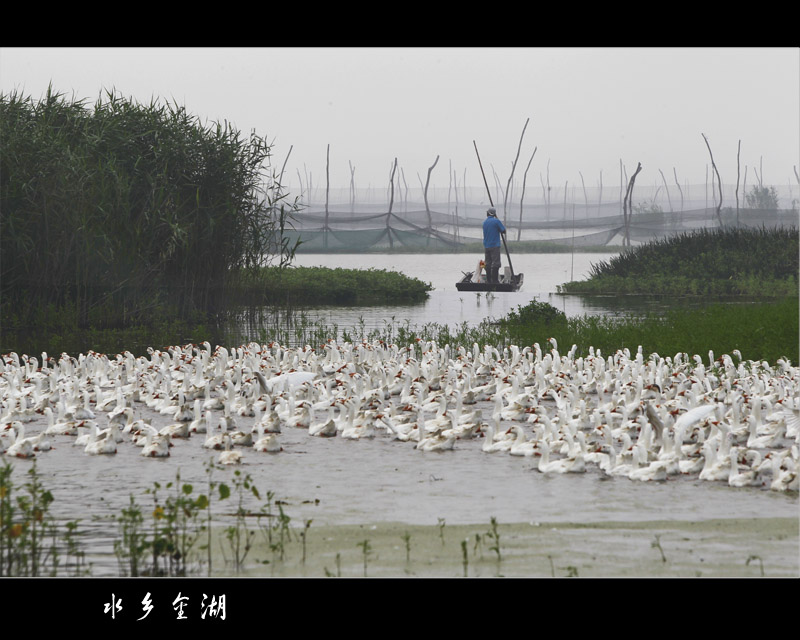 水乡金湖 摄影 化石