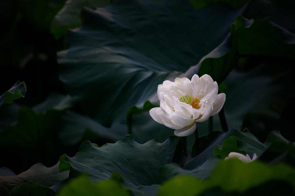 2011荷花（26） 摄影 心有芊芊