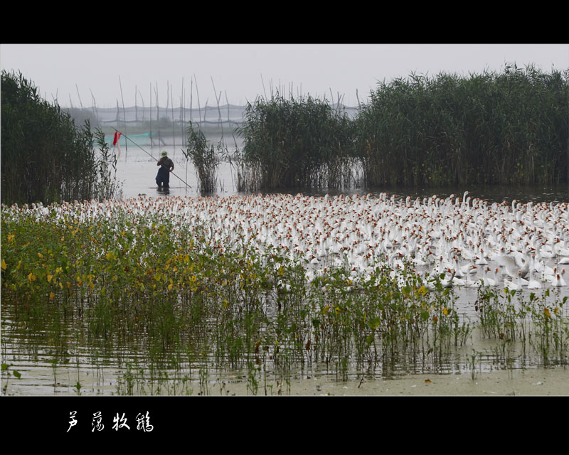 芦荡牧鹅 摄影 化石