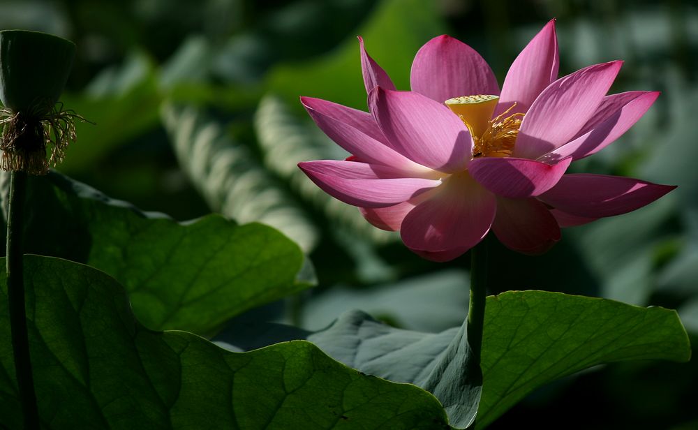 荷花 摄影 月儿湾湾