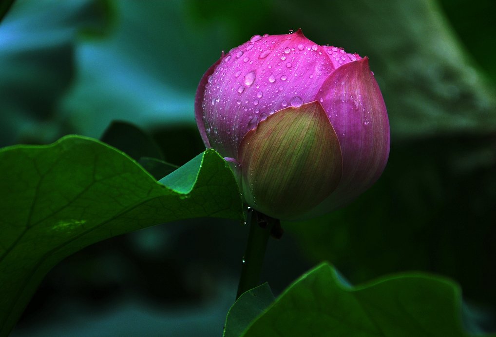 雨中花 摄影 老狼和小狼