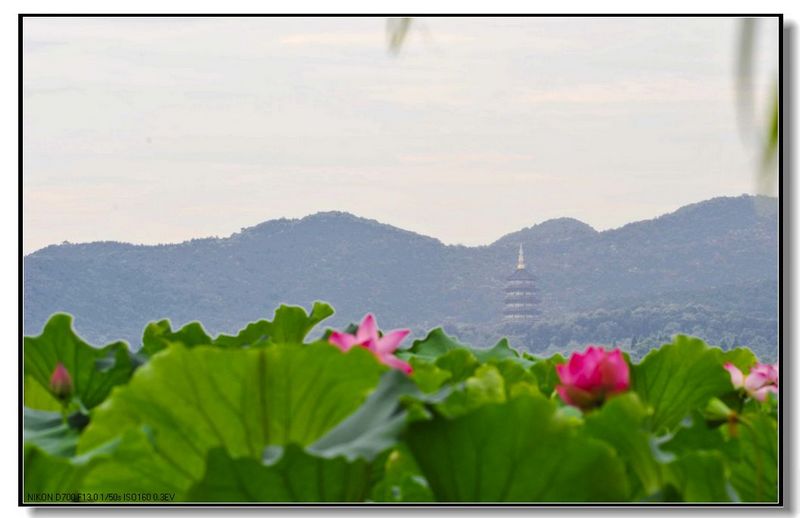 真山真水真画图--《西湖荷景》之三 摄影 我开红旗