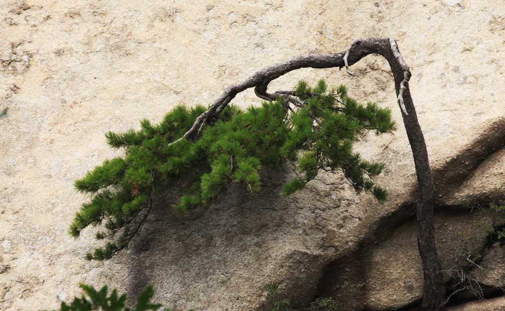 华山松 摄影 海滨新城