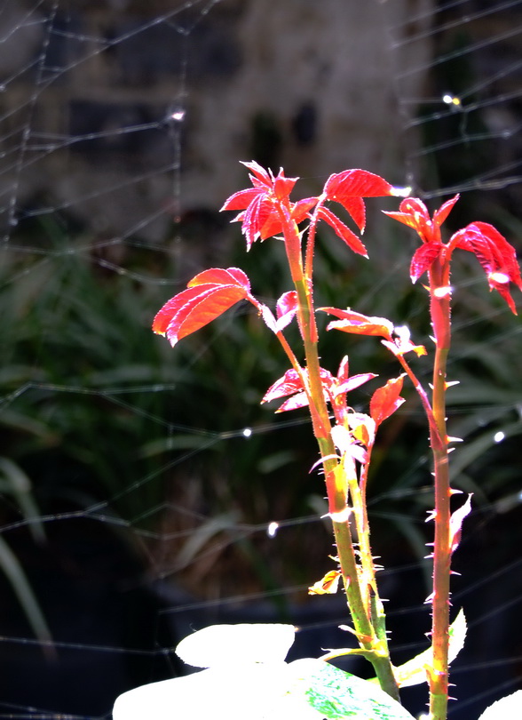 春芽 摄影 liuguorong