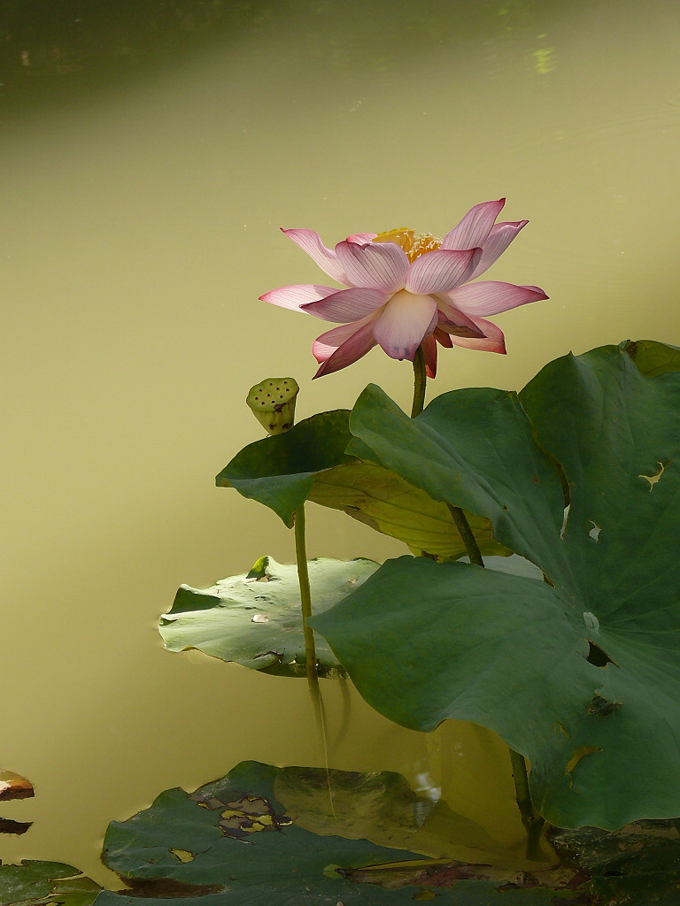 今风古韵水莲花 摄影 戈壁雄鹰