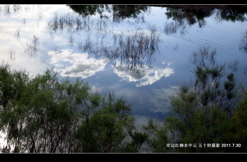 岸边红柳水中云 摄影 五十铃