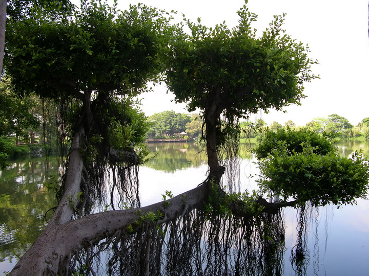 树与根 摄影 山松