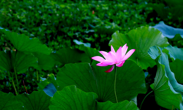 花红叶绿 摄影 河山锦绣