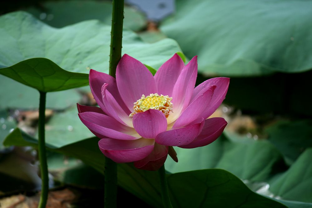 荷花韵 摄影 月儿湾湾