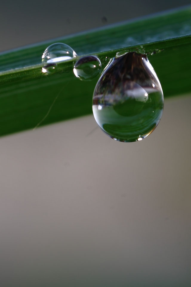 水滴 摄影 王吉老