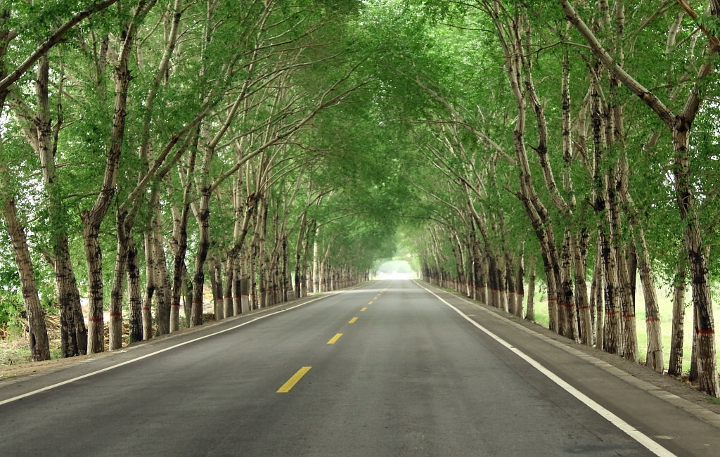 科尔沁草原的林荫路 摄影 牧野2011