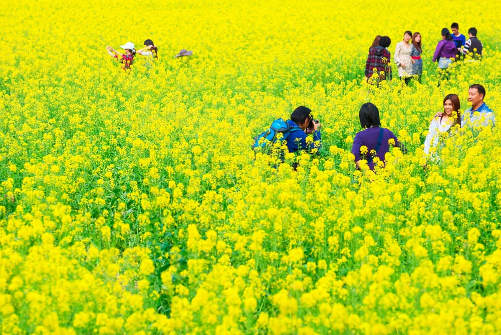 花海留影 摄影 陈家熙