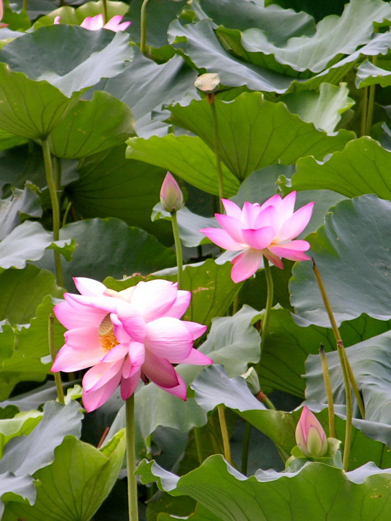 并蒂莲 摄影 山松