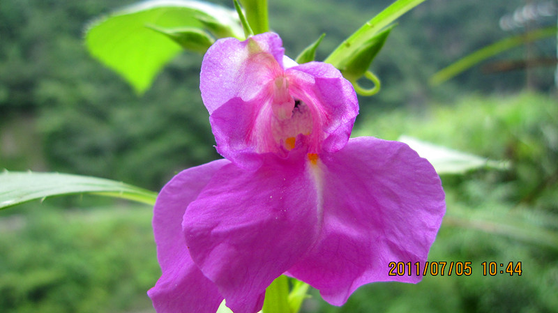 凤仙花 指甲花 摄影 樱樱小蛮妖