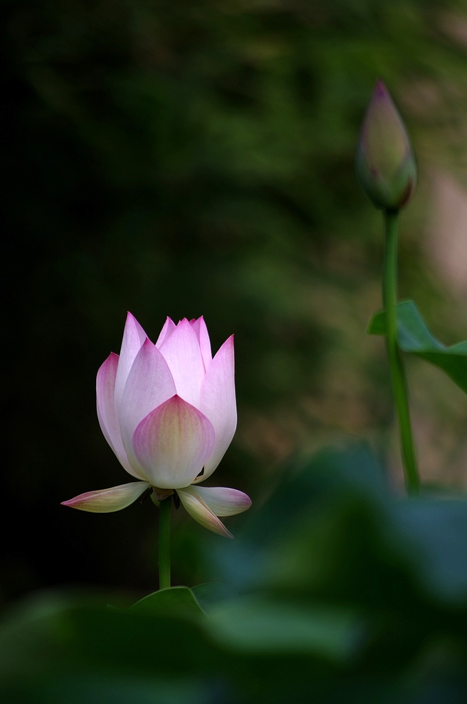 2011荷花（29） 摄影 心有芊芊