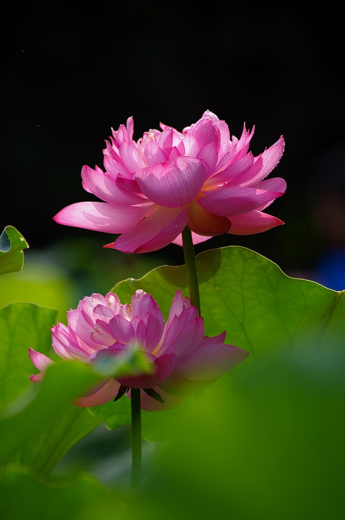 2011荷花（30） 摄影 心有芊芊