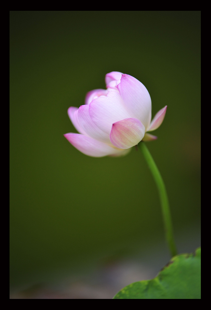 荷花 摄影 杉杉