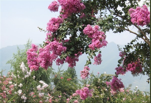 紫薇花 摄影 冬日菊花