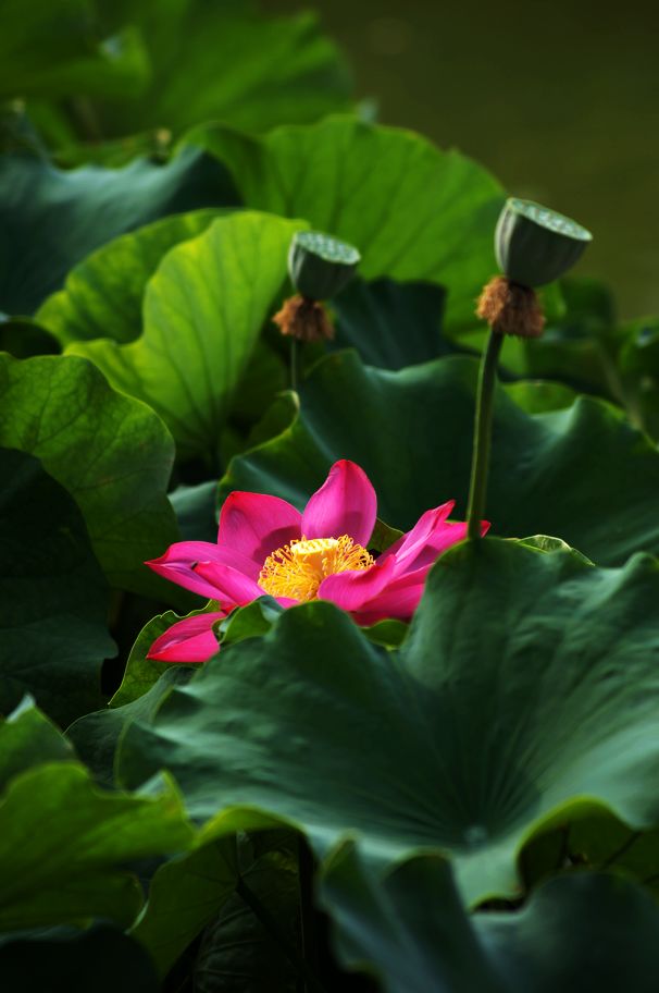 荷之韵、花为媒~ 摄影 搏击光影手