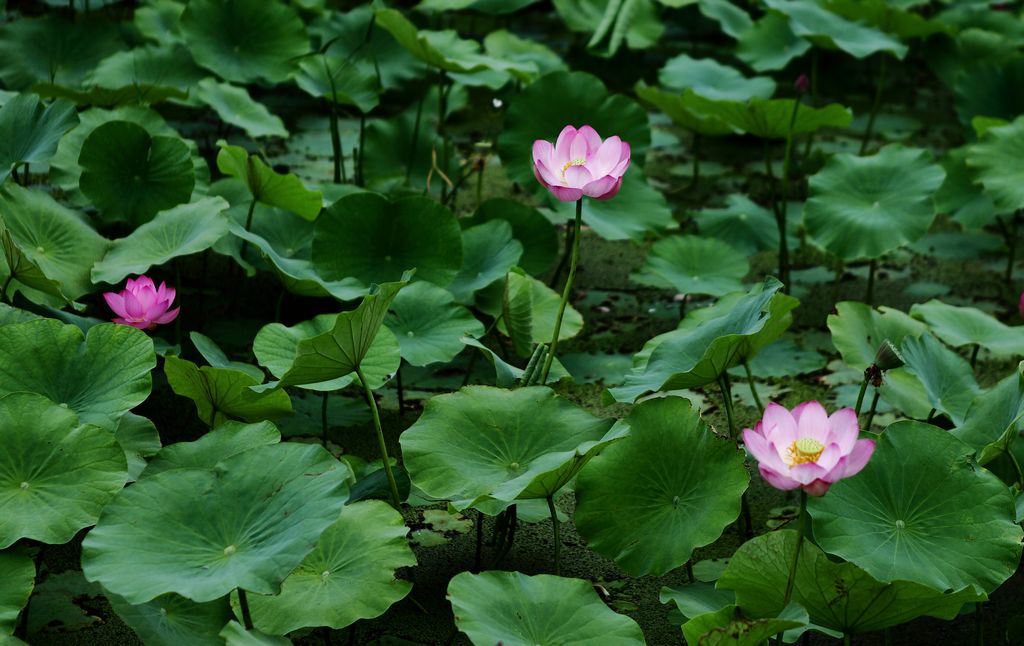 荷花 摄影 xiaosi110