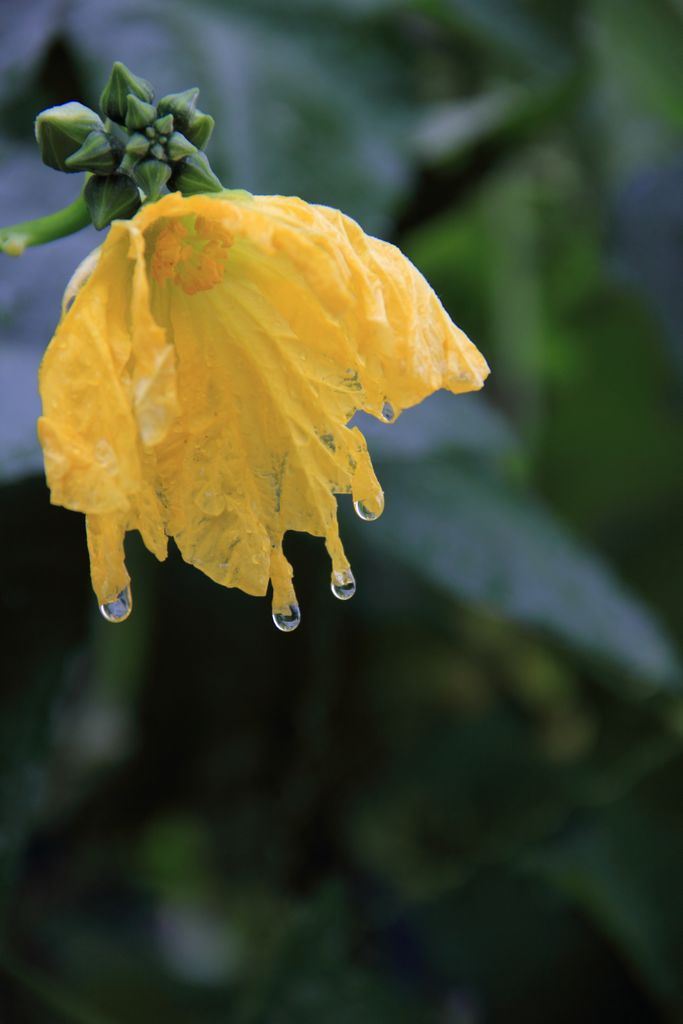 雨后小拍 摄影 花丛小绿