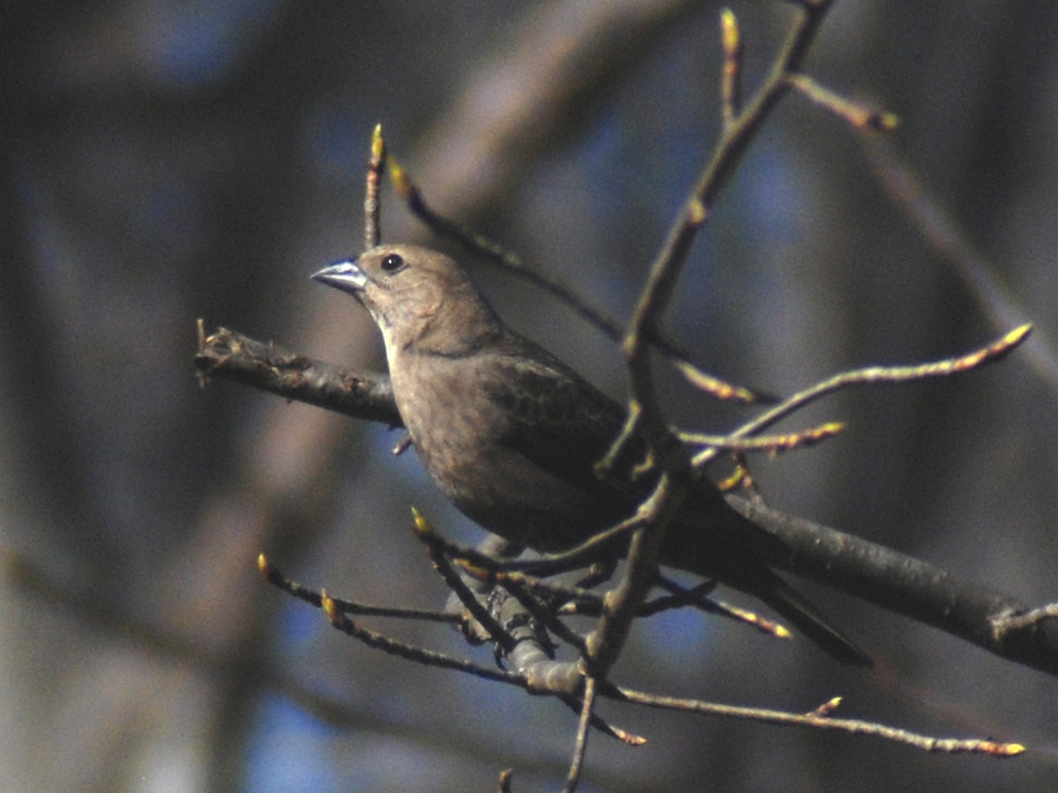 A Female House Finch 摄影 皋岚