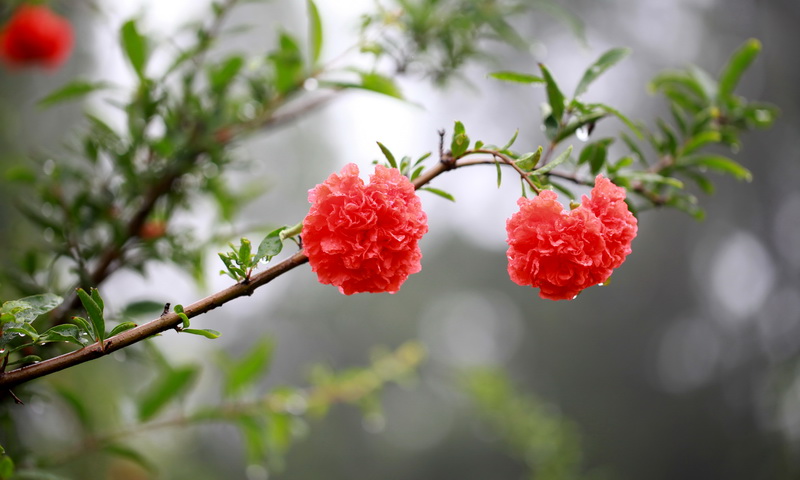 还有这样的石榴花 摄影 河山锦绣