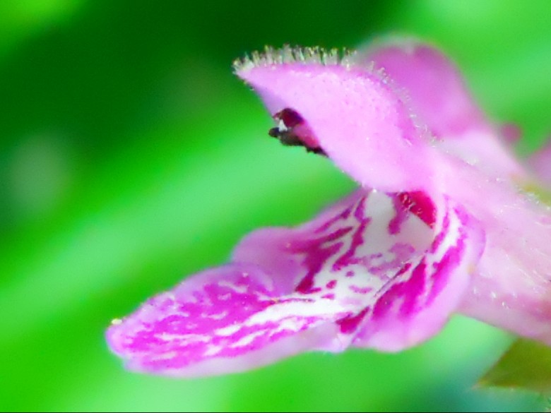 花蛇 摄影 haoguangying