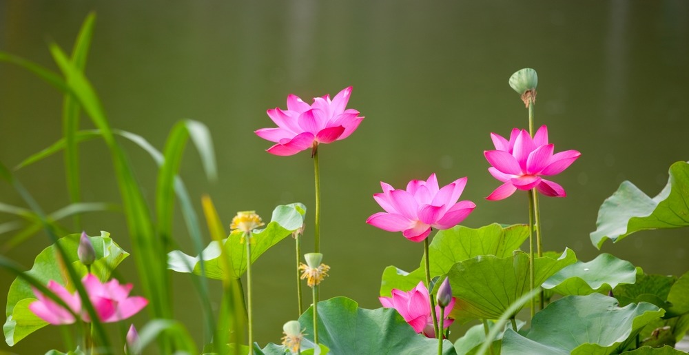 清水出芙蓉 摄影 丽香