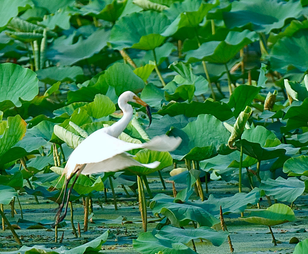 . 摄影 阳光先生