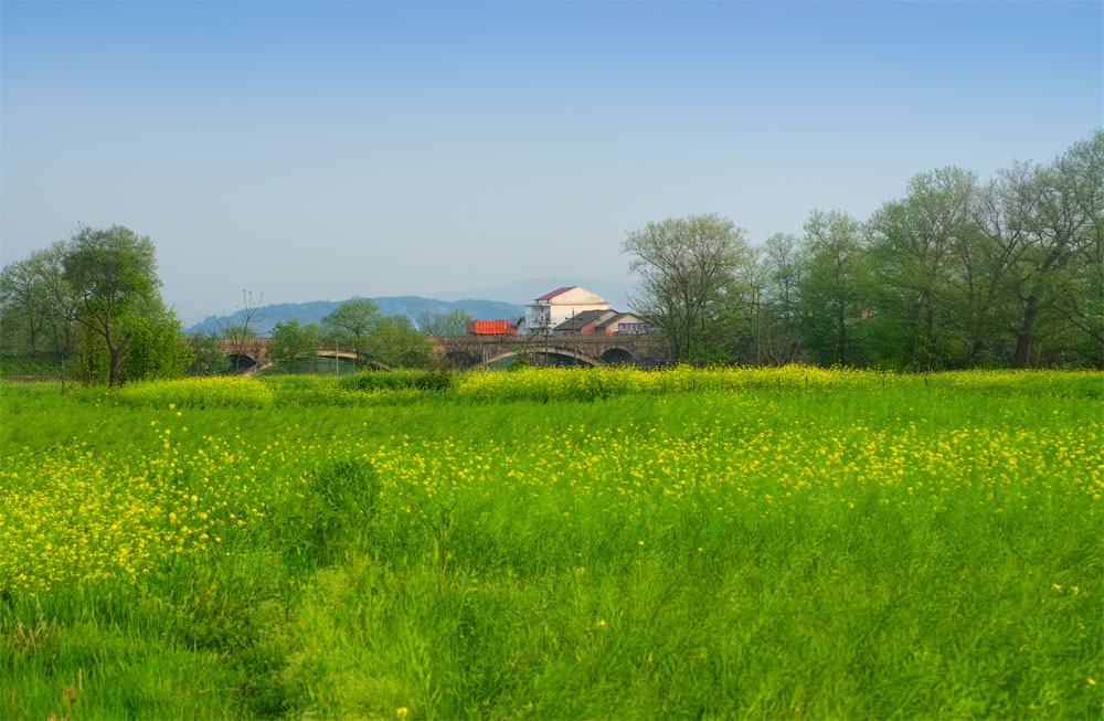 油菜花开 摄影 ridge