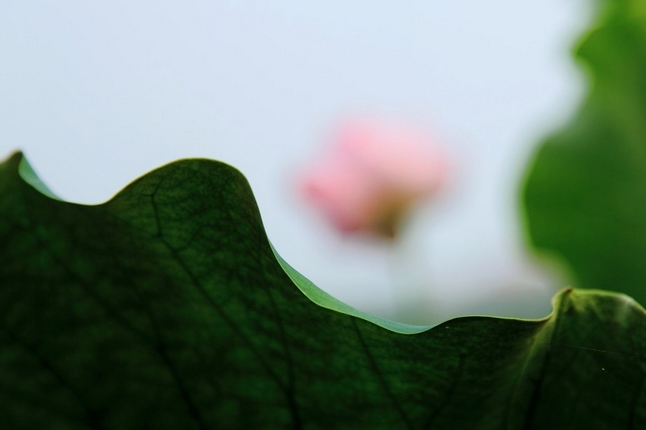 荷 摄影 千里清秋