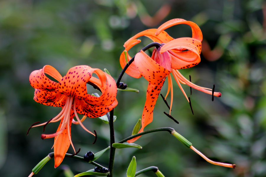 百合花 摄影 瀚海一粟