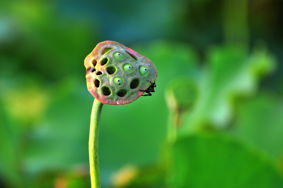 莲蛛 摄影 liuguorong