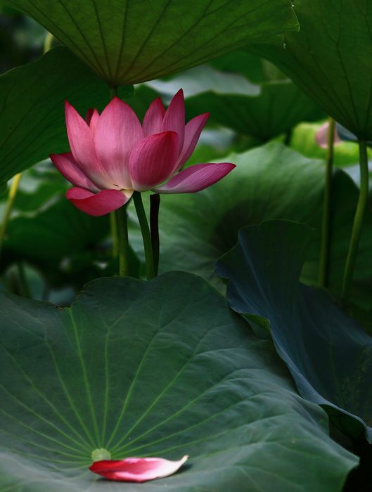 《那抹嫣红的记忆》——祝大家七夕愉快 摄影 邹鹏程