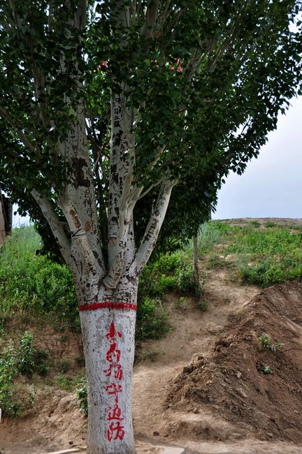 小白杨 摄影 金世园