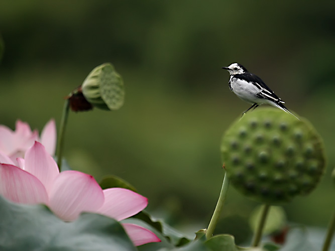 花语 摄影 武义守静笃