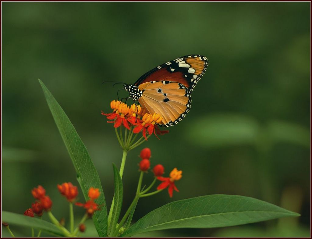 蝶恋花 摄影 baiyumao