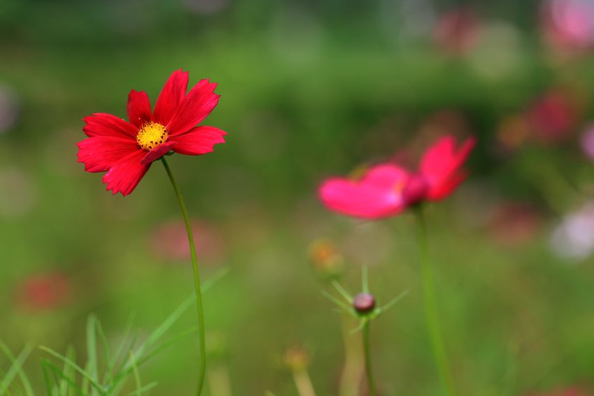 波斯菊 摄影 wyp123352075