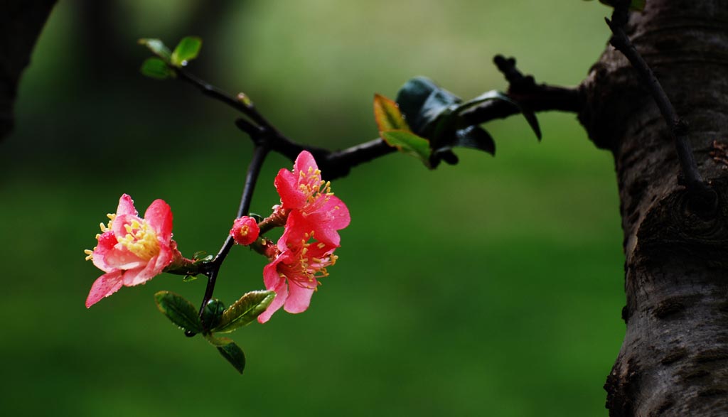 铁梗海棠 摄影 灵芝草