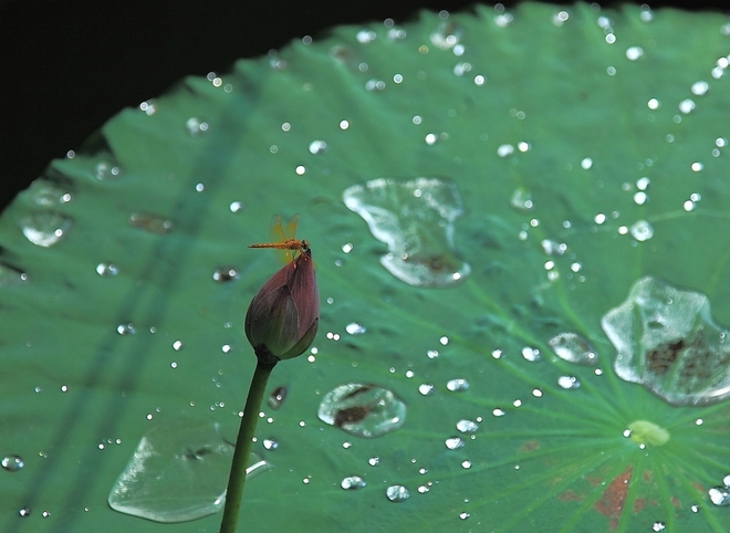 荷 摄影 千里清秋