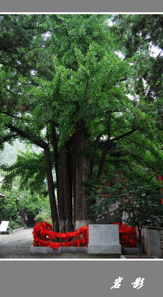 古银杏树 摄影 岩影