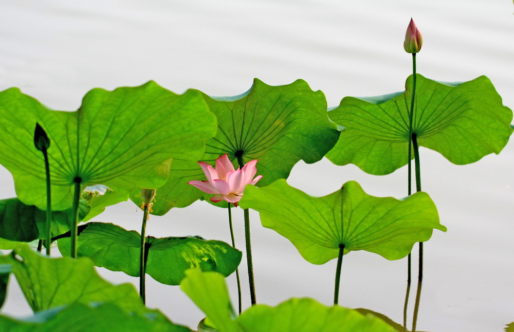 绿伞红花 摄影 河山锦绣