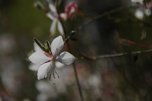 小花 摄影 冬林