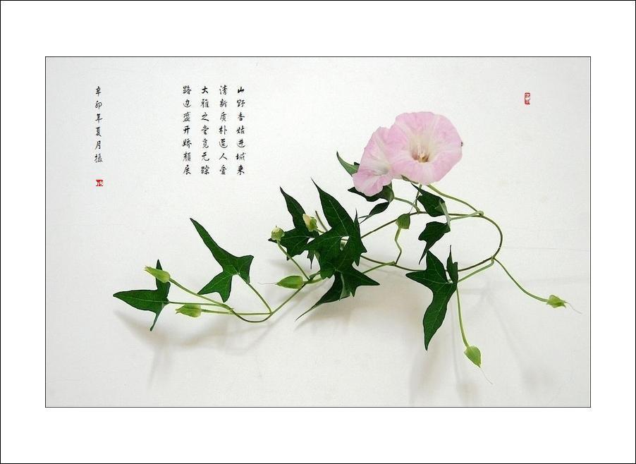 小品《喇叭花》 摄影 dyy80