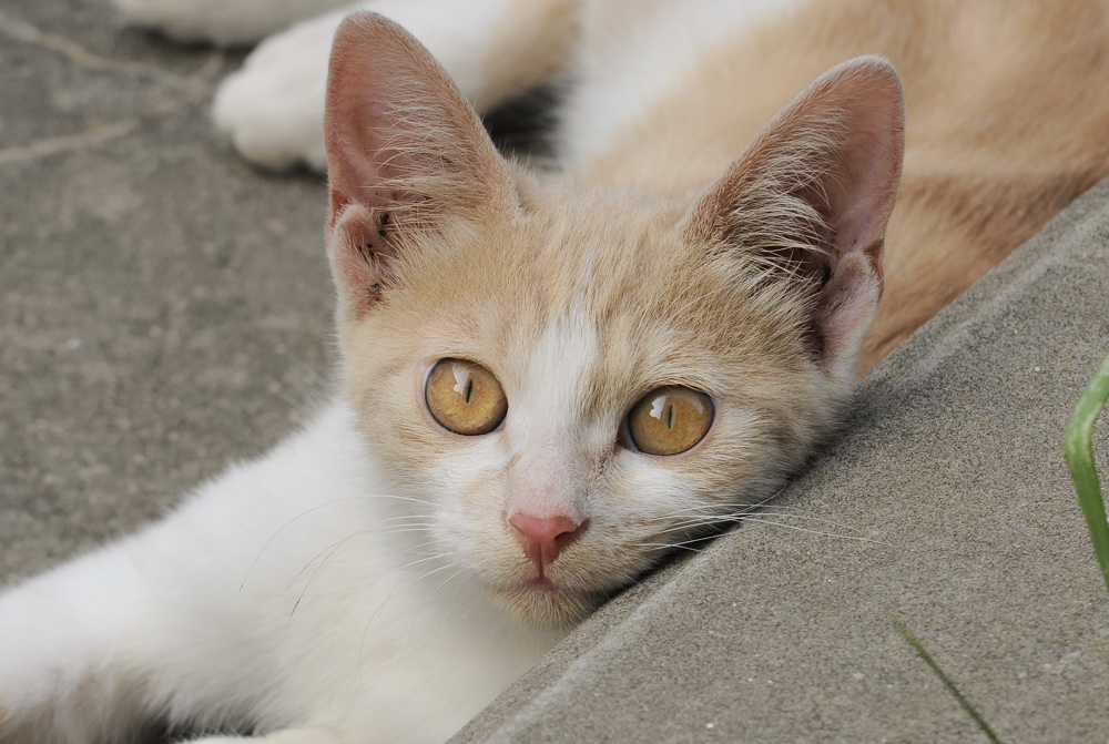 流浪猫二代 摄影 金陵老夏