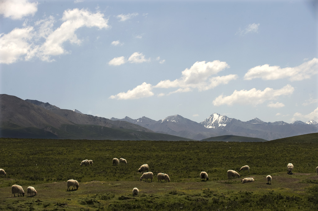 高原 牧场 摄影 嵯峨明月